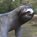 Sloth In Natural Grassland Habitat With Sharp Claws And Gray Fur
