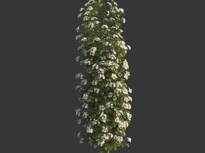Lush Vertical Growing Plant With Green Leaves And Plentiful White Flowers For Garden 3d model