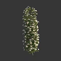 Lush Vertical Growing Plant With Green Leaves And Plentiful White Flowers For Garden