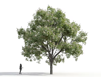 Tall Deciduous Tree with Lush Green Leaves and Person Standing Underneath 3d model