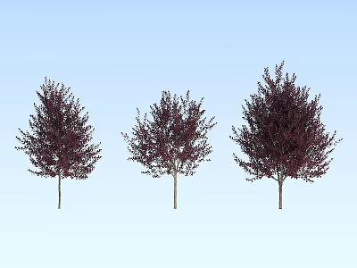 Three Arbor Trees With Slender Trunks And Purple Red Canopies Against Light Blue Sky 3d model