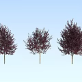 Three Arbor Trees With Slender Trunks And Purple Red Canopies Against Light Blue Sky