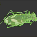 Green and White Tiger Beetle With Metallic Sheen And Long Legs On Dark Background