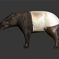 3D Rendered Tapir With Black And White Coat Long Snout On Reflective Isolated Background