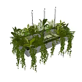 Vibrant Green Hanging Basket Plants With Cascading Vines And Cozy Indoor Home Decor