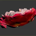 Elegant Pink and Red Gradient Rose Flower in Vase with Dark Background and Shiny Petals