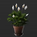 Potted Plant With White Flowers And Lush Green Leaves In Brown Terracotta Pot