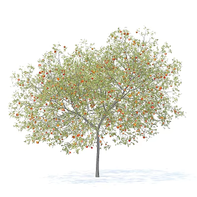 Tall Healthy Arbor With Lush Green Leaves And Abundant Orange Fruits 3d model
