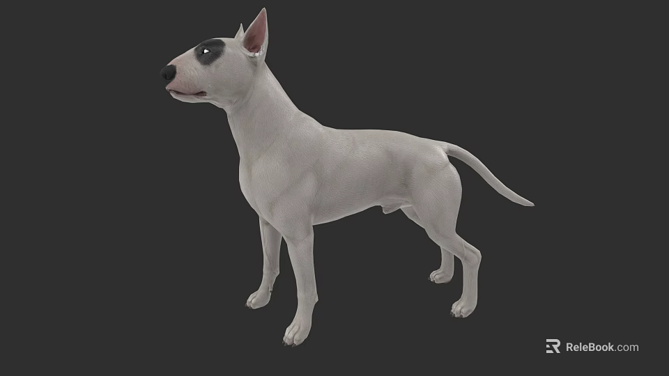 White Bull Terrier Dog Standing In 3D Model With Dark Background 3d model 