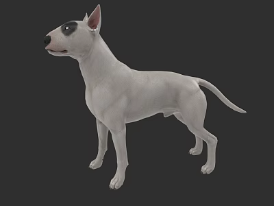 White Bull Terrier Dog Standing In 3D Model With Dark Background 3d model