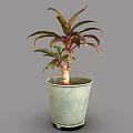 Decorative Plant With Red And Green Leaves In Green Ceramic Pot
