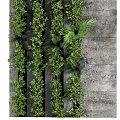 Lush Vertical Green Plant Wall with Mixed Foliage Against Concrete Background