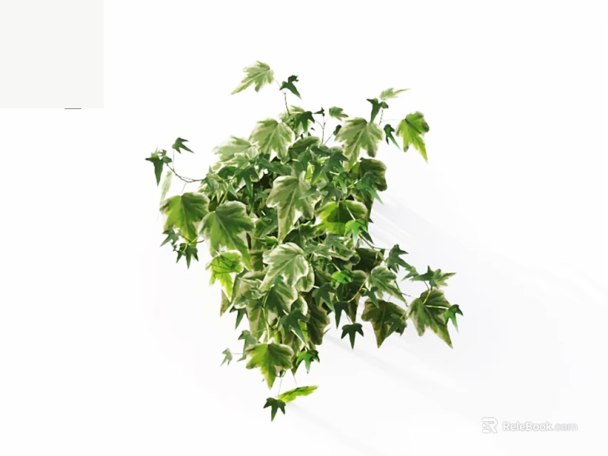 Lush Green and White Variegated Vine with Vibrant Leaves as Indoor Decorative Plant 3d model 