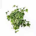 Lush Green and White Variegated Vine with Vibrant Leaves as Indoor Decorative Plant
