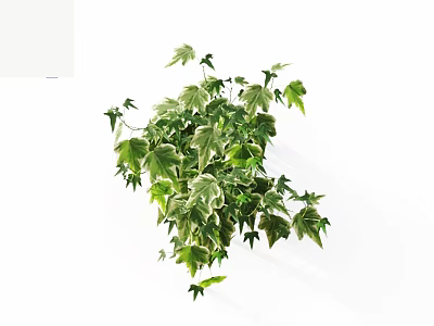Lush Green and White Variegated Vine with Vibrant Leaves as Indoor Decorative Plant 3d model