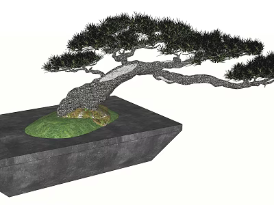 Bonsai Plant with Twisted Trunk Green Moss and Stones in Rectangular Black Pot 3d model
