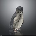 Little Penguin Gray and White Plumage Standing With Detailed Webbed Feet Against Dark Smooth Background