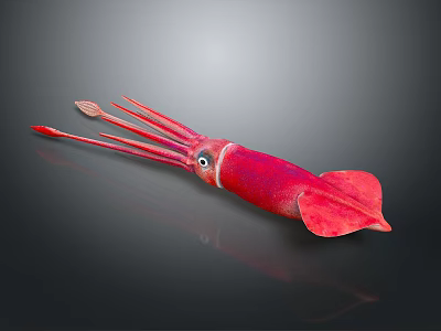Vibrant Red Squid Marine Creature With Unique Tentacles And Body Structure 3d model