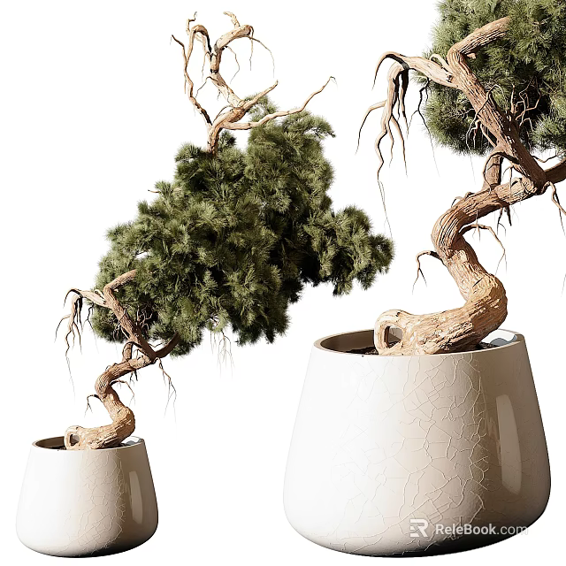 Bonsai Potted Plants With Twisted Trunks And Lush Green Foliage In White Cracked Ceramic Pots 3d model 