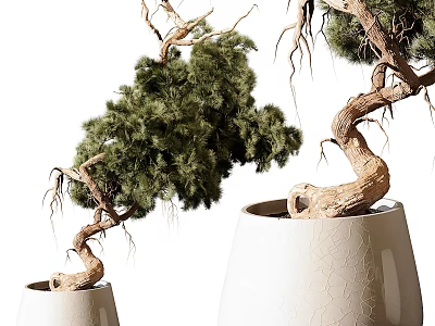 Bonsai Potted Plants With Twisted Trunks And Lush Green Foliage In White Cracked Ceramic Pots 3d model