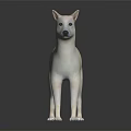 White Shiba Inu Dog Standing Alert On Dark Background With Reflection 3d model