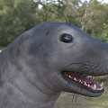 Gray Aquatic Reptile in Natural Habitat With Grassy Field and Green Trees