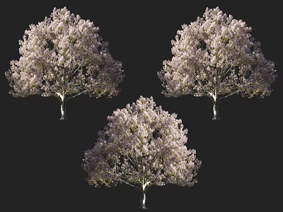 Vibrant Blooming Arbor Trees With Pink White Flowers And Lush Canopy 3d model