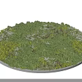 Dense Lush Green Shrubs On Circular Platform With White Small Flowers