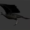 Dark Colored Eagle Flying With Spread Wings In Flight On Dark Gray Background