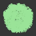 Tall Lush Tree With Green Leaves And White Trunk On Dark Background
