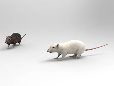 White And Black Reptiles On Plain Background Showcasing Natural Features 3d model