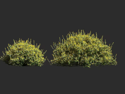 Two Lush Green And Yellow Foliage Shrubs On Dark Background 3d model