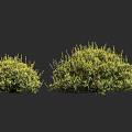 Two Lush Green And Yellow Foliage Shrubs On Dark Background