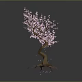 Pink Flowering Tree with Curved Trunk and Exposed Roots Blooming Pink Blossoms on Dark Background