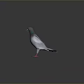 Gray Pigeon Standing With Spread Wings On Dark Ground With Reflection 3d model