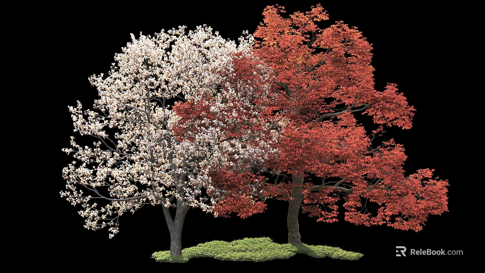 White Flowering And Red Leaf Arbor Trees With Green Grass Against Black Background 3d model 