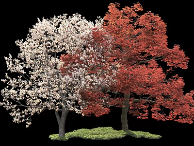 White Flowering And Red Leaf Arbor Trees With Green Grass Against Black Background 3d model