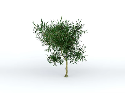 Evergreen Tree With Lush Green Foliage And Strong Brown Trunk In Isolated View 3d model