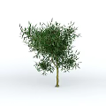 Evergreen Tree With Lush Green Foliage And Strong Brown Trunk In Isolated View