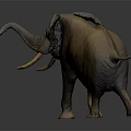 Brown Elephant With Long Ivory Tusks And Curved Trunk Walking On Gray Background