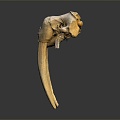 Modern Skull Animal Skull Elephant Skull Fossils 3d model