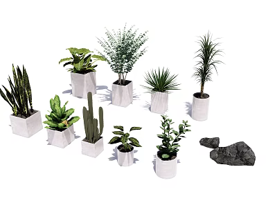 Different Types of Bonsai and Potted Plants in White Pots with Stones 3d model