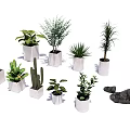 Different Types of Bonsai and Potted Plants in White Pots with Stones