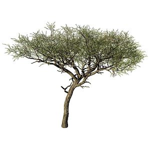 landscape tree arbor tree big tree 3d model