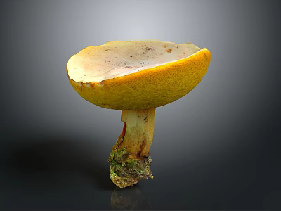 Natural Fresh Edible Mushroom With Yellow Cap Light Inner Surface And Mossy Root 3d model