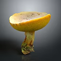 Natural Fresh Edible Mushroom With Yellow Cap Light Inner Surface And Mossy Root