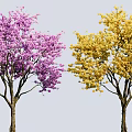 Two Beautiful Side by Side Blooming Trees with Purple and Yellow Flowers