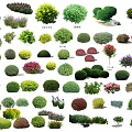 Diverse Ornamental Arbor Varieties Featuring Pruned Shapes And Colorful Foliage For Garden Landscaping