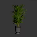 Three Green Palm Plants in Metallic Pots with Gray Background