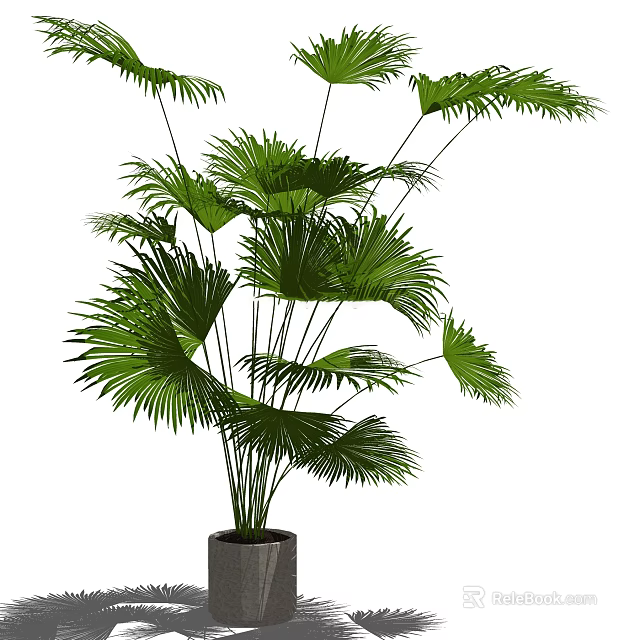 Tropical Green Potted Plant With Large Palm Leaves And Dark Ceramic Pot For Indoor Decor 3d model 